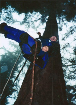 Michael Oxman tree doctor climbing a tree
